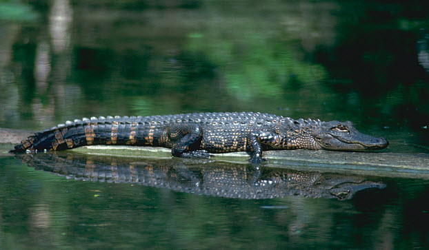 You'll not see many lighthouses in South Louisiana. Or dead cows lying about, for that matter. (Photo: USFWS)