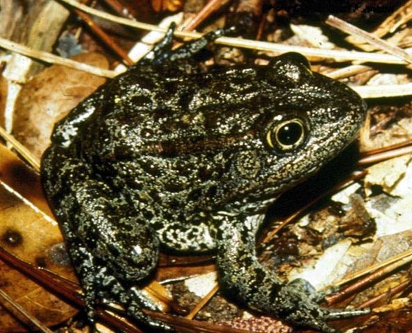The Dusky Gopher Frog, pining for the fjords.  Credit: Wikipedia Commons