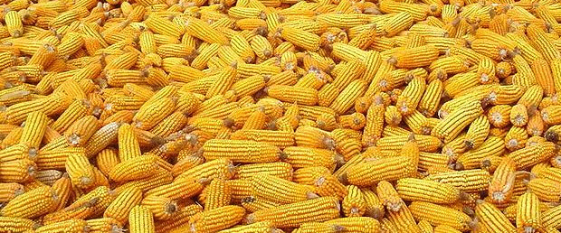 11-13-2013 1-59-55 PM